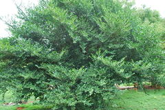 Suregada angustifolia